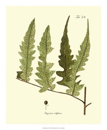 Framed Antique Fern VII Print