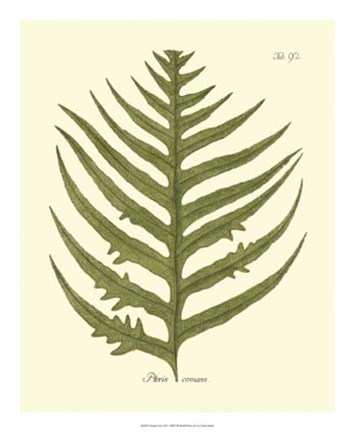 Framed Antique Fern VIII Print