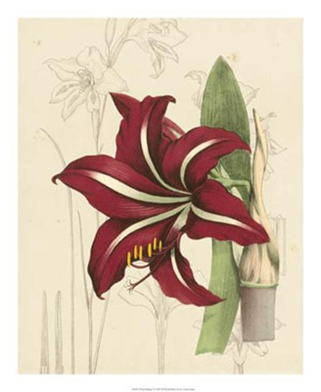 Framed Floral Pairings I Print