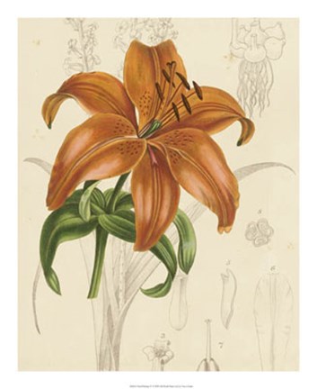 Framed Floral Pairings IV Print