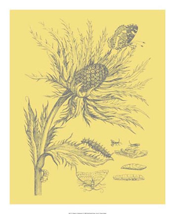 Framed Nature's Optimism I Print