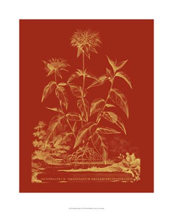 Framed Paprika Bouquet II Print