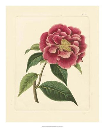 Framed Eva's Garden III Print