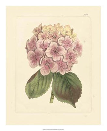 Framed Eva's Garden IV Print