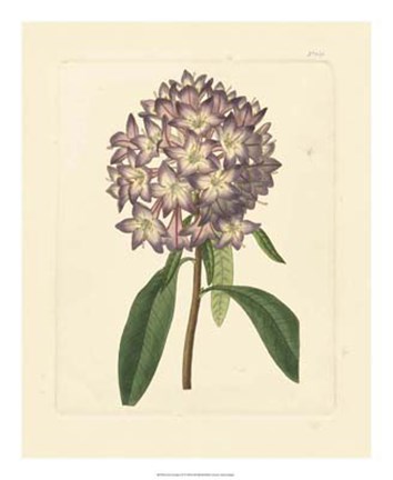 Framed Eva's Garden VI Print