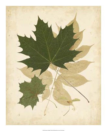 Framed Nature's Collage I Print