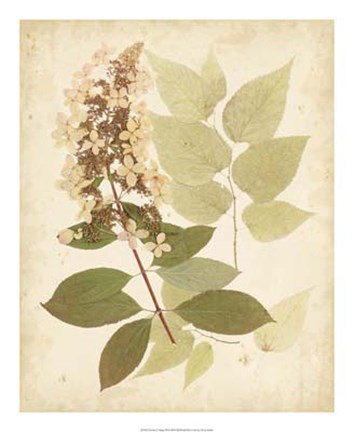 Framed Nature's Collage III Print