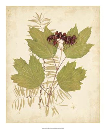 Framed Nature's Collage IV Print