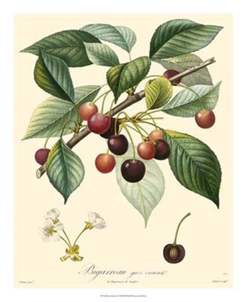 Framed Cherries Print