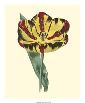 Framed Antique Tulip I Print