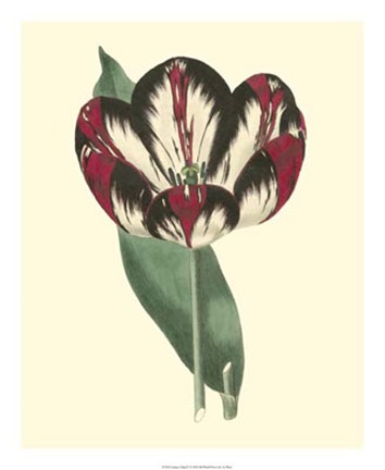 Framed Antique Tulip IV Print