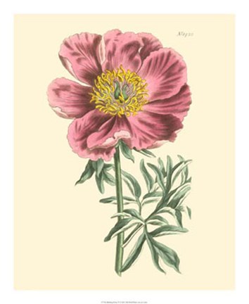 Framed Blushing Peony IV Print