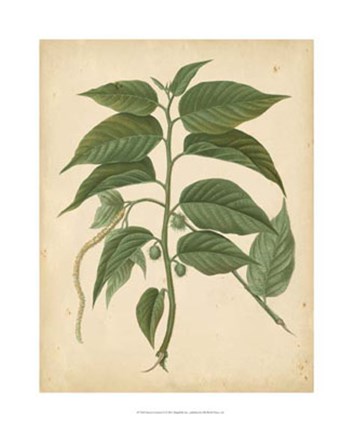 Framed Nature's Greenery II Print