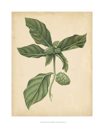 Framed Nature's Greenery III Print