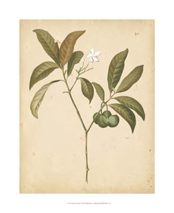 Framed Nature's Greenery V Print