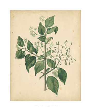 Framed Nature's Greenery VIII Print