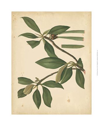 Framed Nature's Greenery X Print