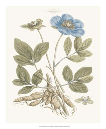 Framed Bashful Blue Florals I Print