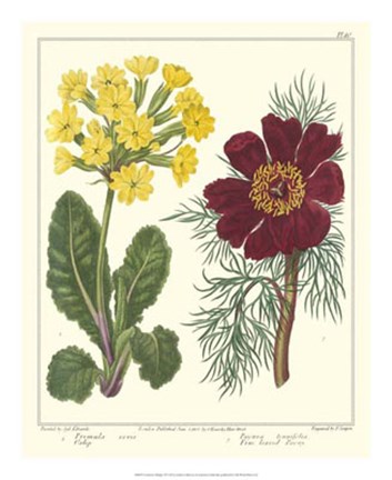 Framed Gardener's Delight II Print