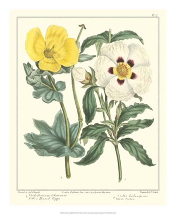 Framed Gardener's Delight III Print