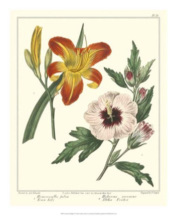 Framed Gardener's Delight IV Print