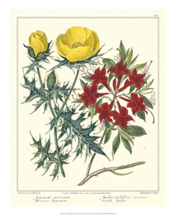 Framed Gardener&#39;s Delight VII Print