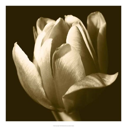 Framed Sepia Tulip II Print