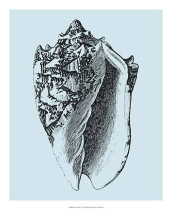 Framed Shells on Aqua I Print