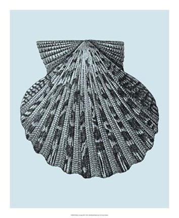 Framed Shells on Aqua III Print