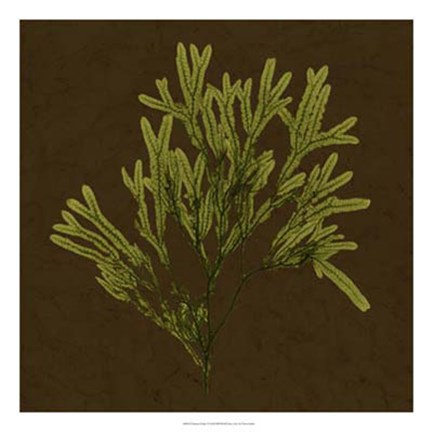 Framed Dramatic Kelp I Print