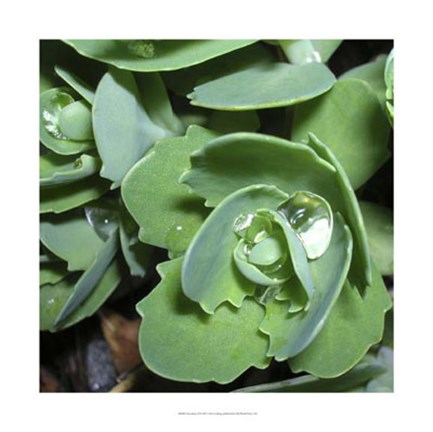 Framed Succulence II Print