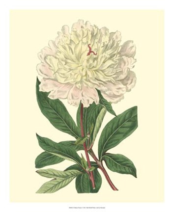 Framed Chinese Peony Print