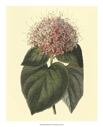 Framed Fragrant Clerodendron Print