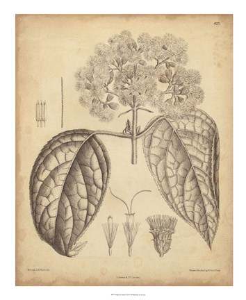 Framed Vintage Curtis Botanical I Print