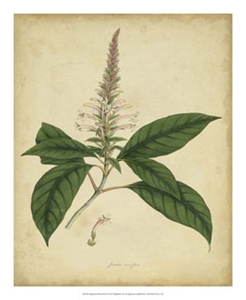 Framed Botanical II Print