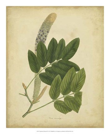 Framed Botanical III Print