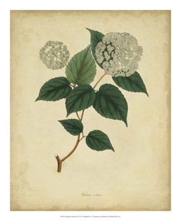 Framed Botanical VI Print