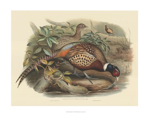 Framed Pheasants I Print