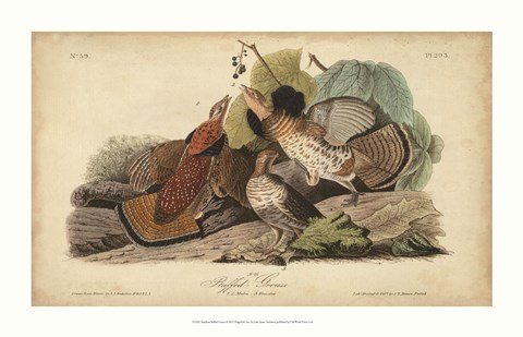 Framed Audubon Ruffed Grouse Print