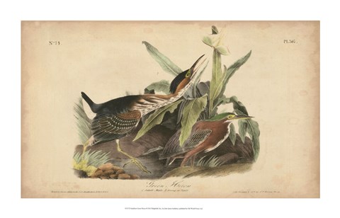 Framed Audubon Green Heron Print