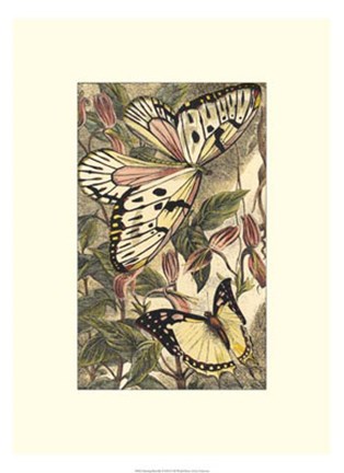 Framed Dancing Butterfly II Print