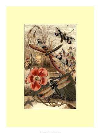Framed Dancing Dragonfly I Print