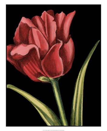 Framed Vibrant Tulips IV Print