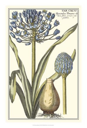 Framed Botanical Beauty II Print