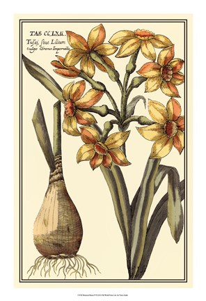 Framed Botanical Beauty IV Print