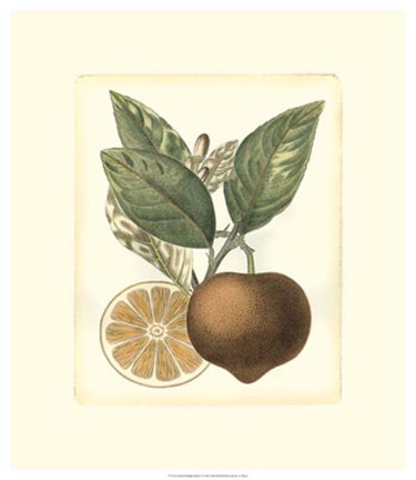 Framed French Orange Study I Print