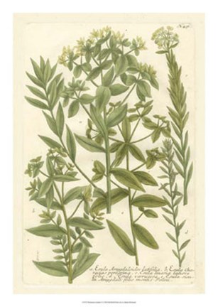 Framed Weinmann&#39;s Garden V Print