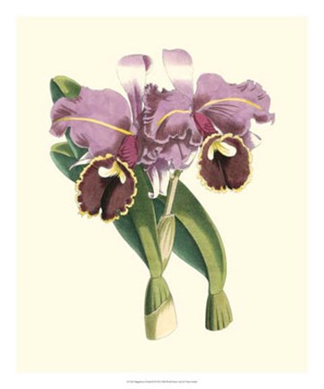 Framed Magnificent Orchid II Print