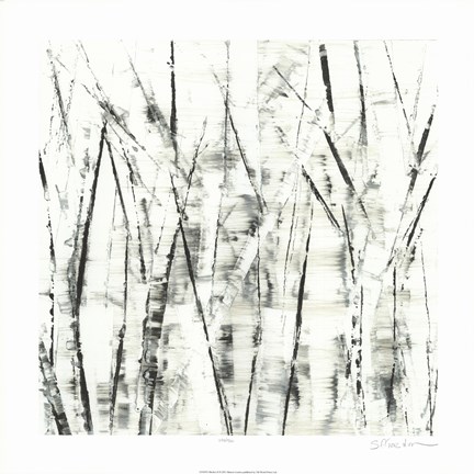 Framed Birches II Print