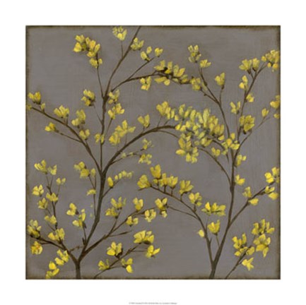 Framed Forsythia II Print